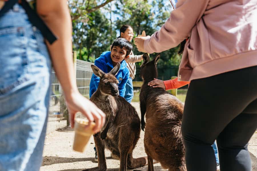 From Sydney: Blue Mountains Full-Day Trip - Should you book it?