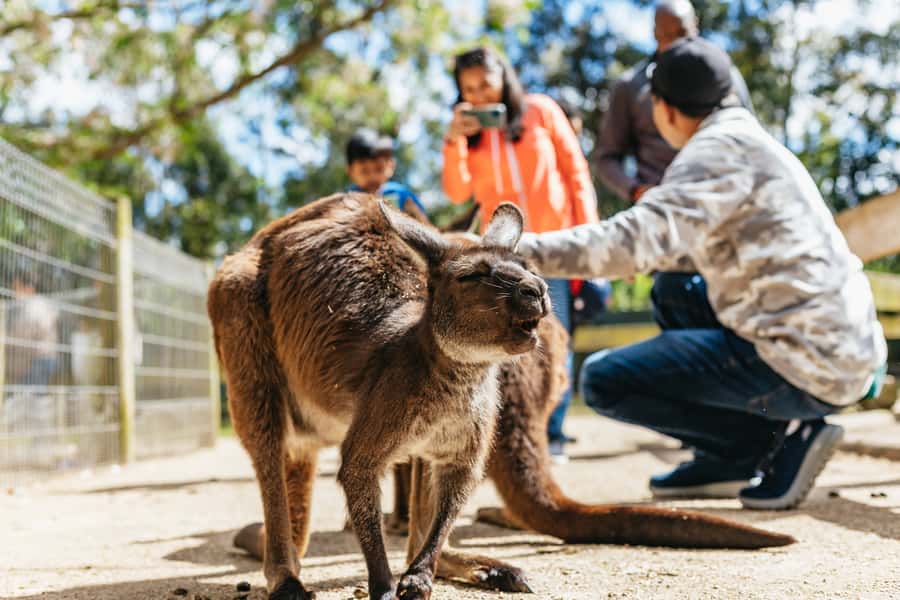 From Sydney: Blue Mountains Full-Day Trip - The ferry back to Circular Quay is part of the reward