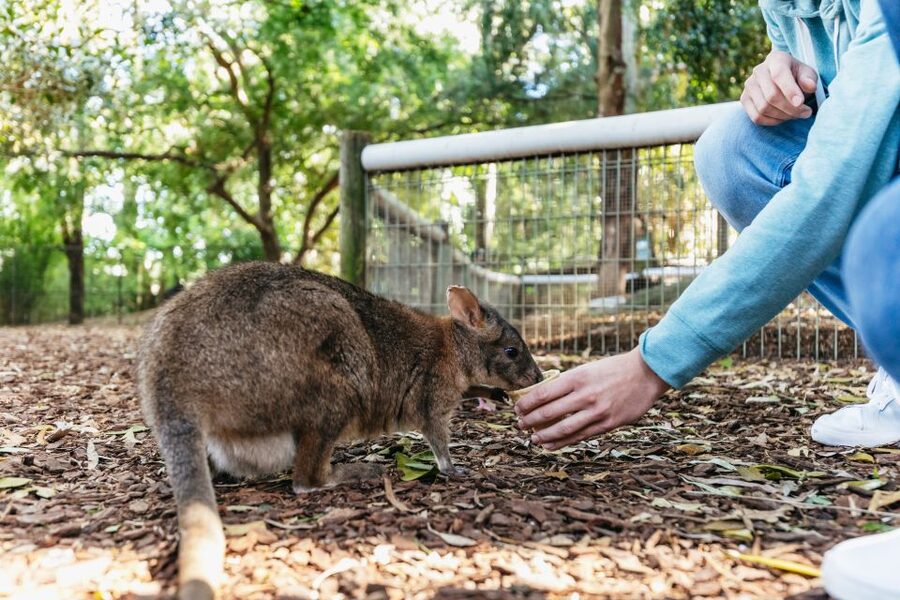From Sydney: Blue Mountains Full-Day Trip - The guide can shape the whole day