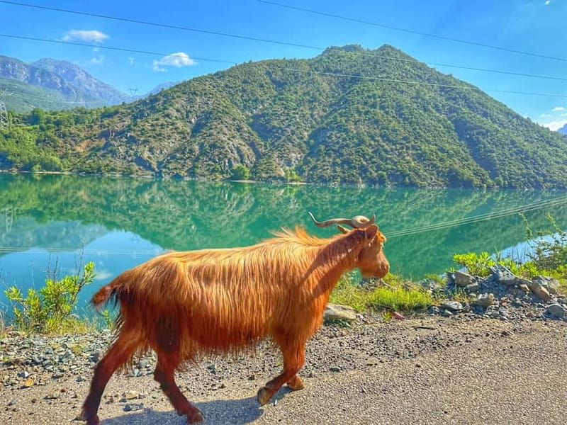 From Tirana/Shkodra: Komani Lake and Shala River Day Trip - Why Komani Lake is worth the long ride
