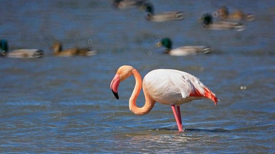 From Valencia: Albufera Day Trip with Boat Tour and Transfer - What the $55 price really covers