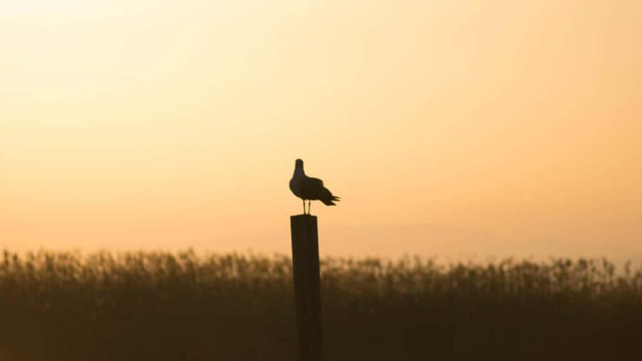 From Valencia: Albufera Day Trip with Boat Tour and Transfer - From Serranos Towers to the coast