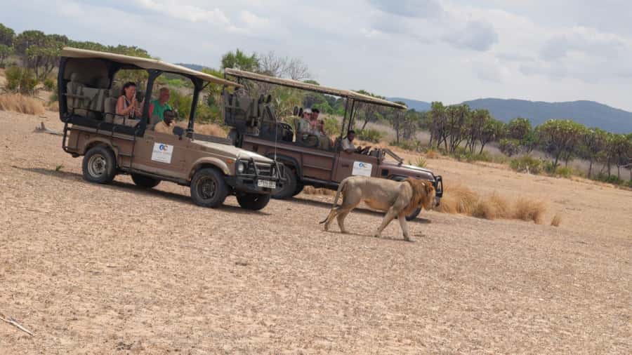 From Zanzibar: Mikumi Safari Day Trip with Flights and Meal - Who will enjoy this and who should think twice