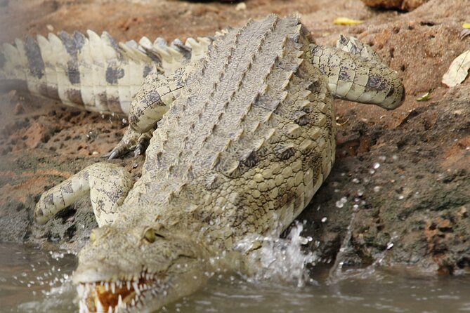 From Zanzibar: Mikumi Safari Day Trip with Flights and Meal - Why Mikumi works as a day safari from Zanzibar