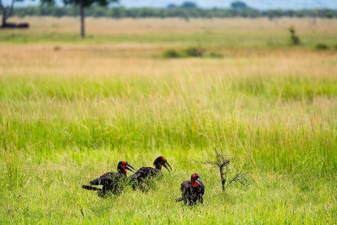 From Zanzibar: Mikumi Safari Day Trip with Flights and Meal - The small-plane flight to Mikumi