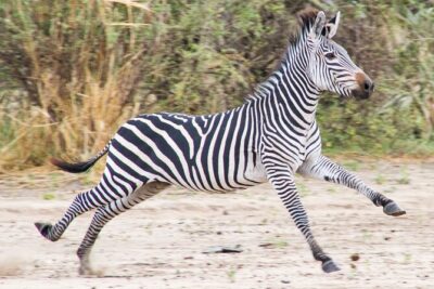 From Zanzibar: Mikumi Safari Day Trip with Flights and Meal