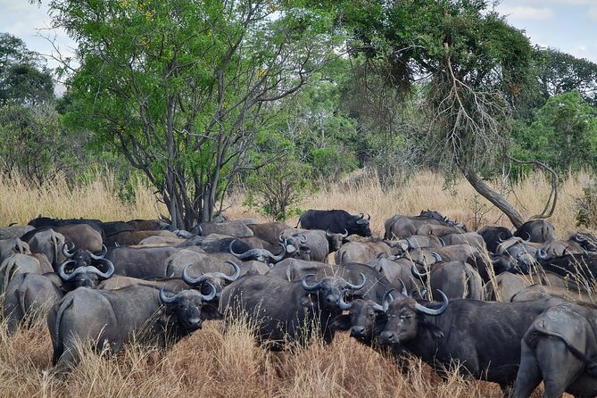 From Zanzibar: Mikumi Safari Day Trip with Flights and Meal - Your first game drive begins at the airstrip
