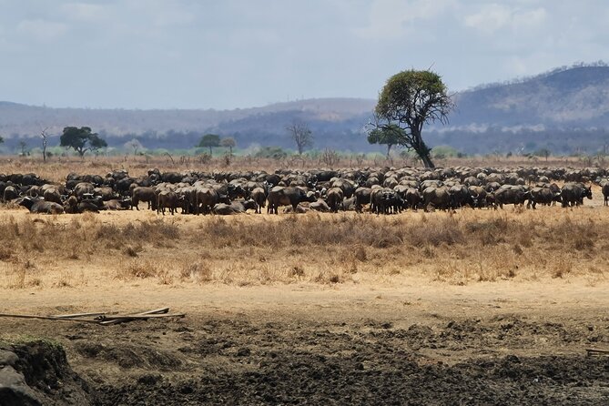 From Zanzibar: Mikumi Safari Day Trip with Flights and Meal - The animals you might see in Mikumi