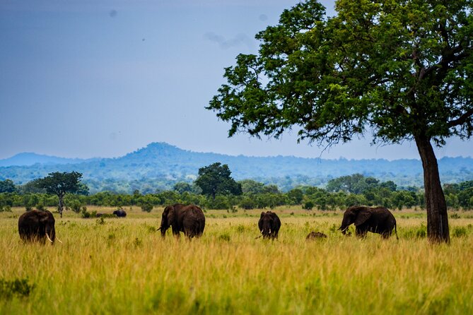 From Zanzibar: Mikumi Safari Day Trip with Flights and Meal - Bush lunch at about 1:00