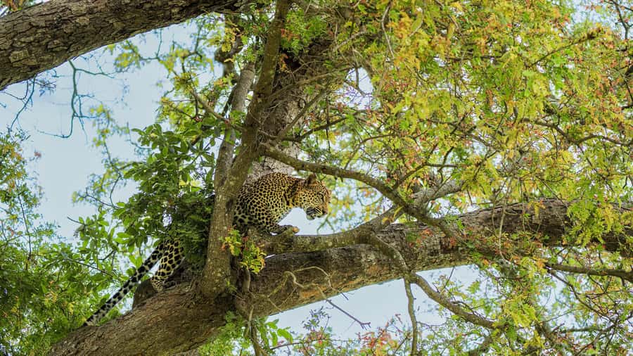 From Zanzibar: Mikumi Safari Day Trip with Flights and Meal - What the $451 price really covers