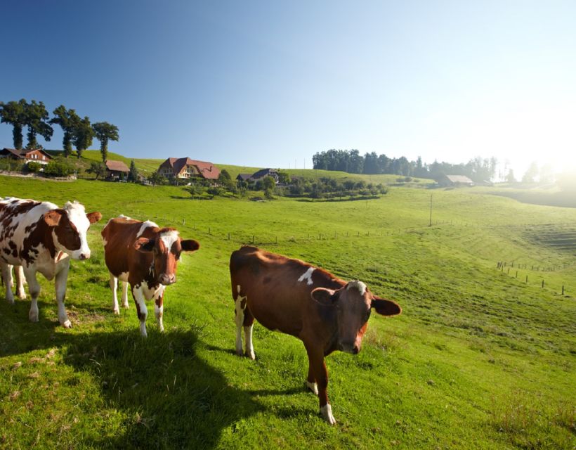 From Zurich/Lucerne: Berne Capital and Countryside Day-Trip - Inside the Emmentaler show dairy