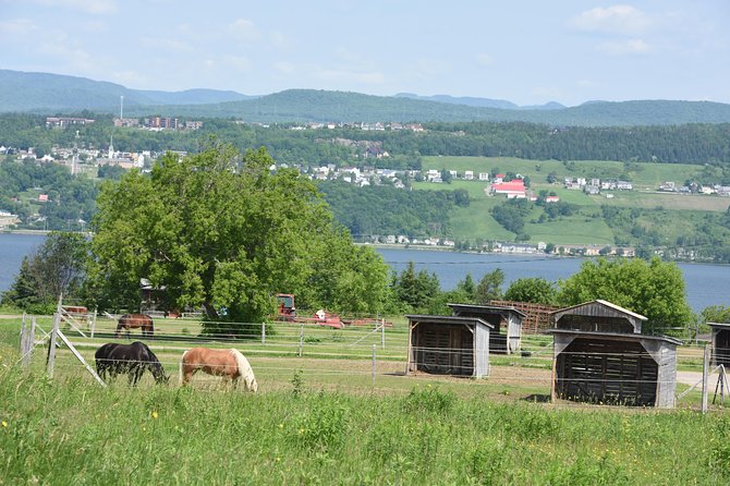 Half-Day Trip to Montmorency Falls and Ste-Anne-de-Beaupré from Quebec city - Guides, buses, and the feel of the ride
