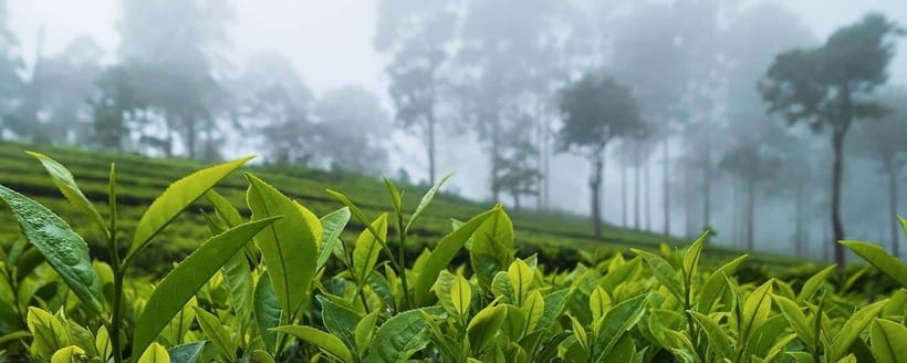 Hikkaduwa/Galle/Mirissa/Hiriketiya/Tangalle:Day Trip to ELLA - Little Adam’s Peak rewards the climb