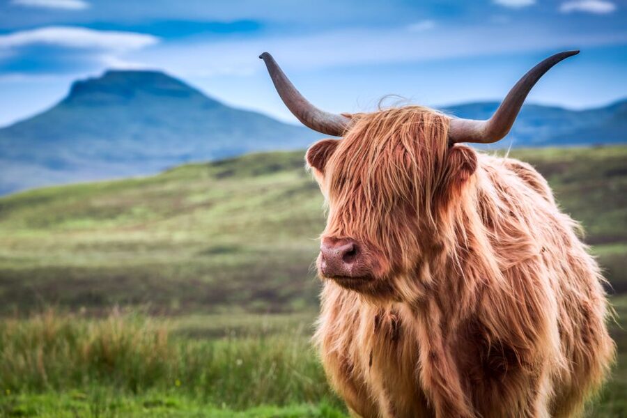 Inverness: Isle of Skye and Eilean Donan Castle Day Trip - The best season for this route