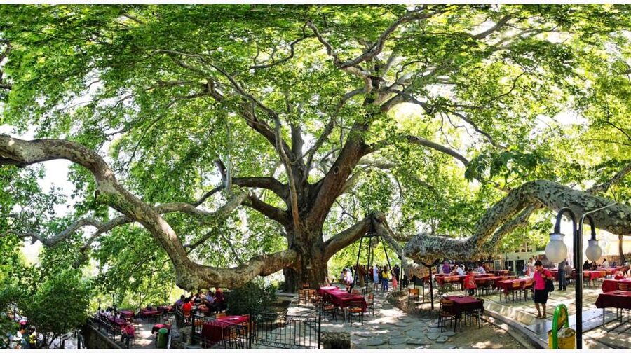 Istanbul: Bursa & Uludag Mountain Day Trip w/ Opt. Cable Car - Turkish delight, honey, and the old plane tree
