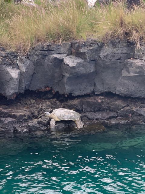 Kailua-Kona: Captain Cook Reef Catamaran Day Trip with Lunch - Key points at a glance