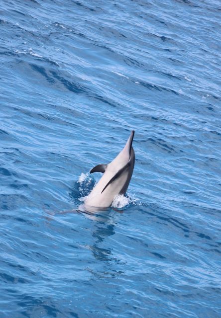 Kailua-Kona: Captain Cook Reef Catamaran Day Trip with Lunch - Should you book the Captain Cook Reef trip?