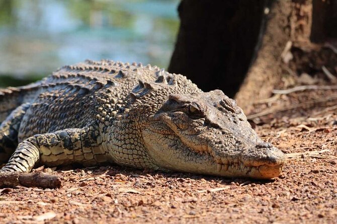 Kakadu Wildlife Escape Fogg Dam or Crocodile Cruise from Darwin - Key things to know before you book