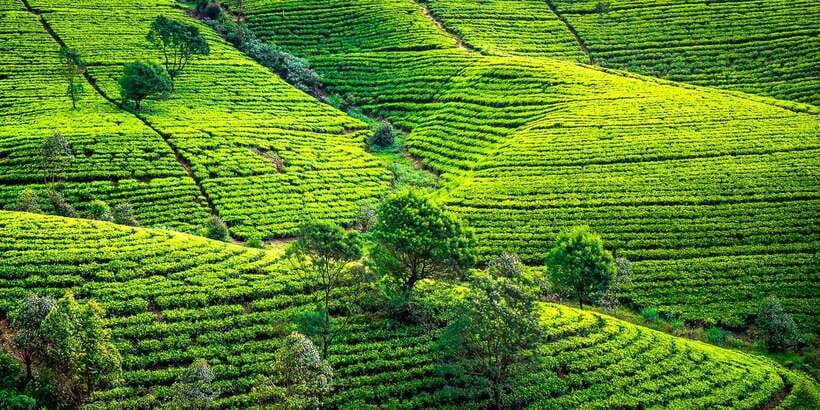 Kandy: Nuwara Eliya Day Trip - Tea country at the factory and plantation
