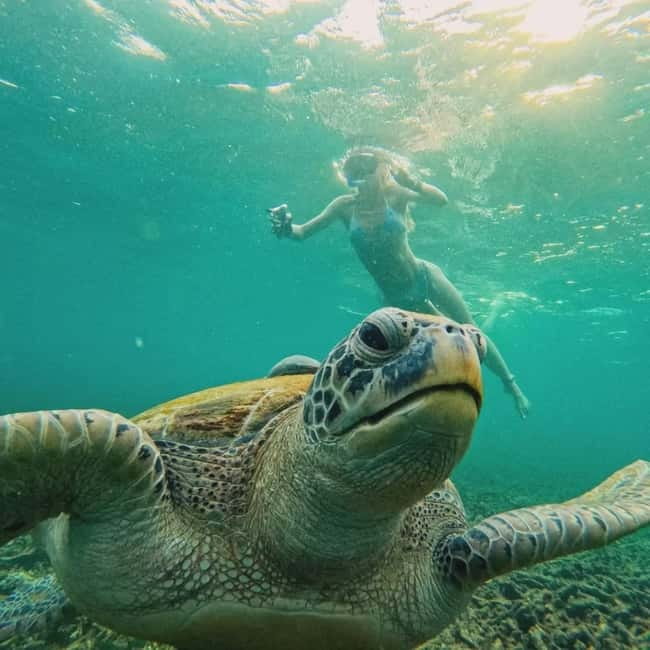 Ko Tao: Tao-Nangyuan Snorkeling Day Trip with Meals & Sunset - Hin Wong and the chance of schooling sardines