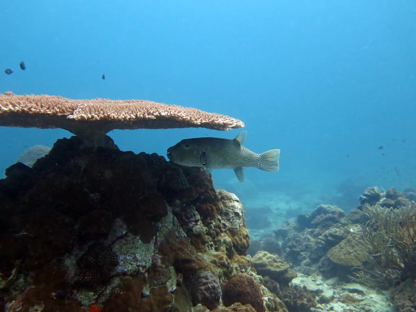 Koh Kood or Koh Rang: Snorkeling Day Trip with Buffet Lunch - Key points at a glance