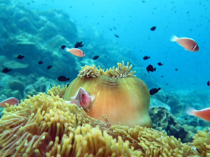 Koh Kood or Koh Rang: Snorkeling Day Trip with Buffet Lunch - Help for beginners, families, and confident swimmers