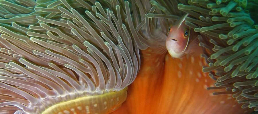Koh Kood or Koh Rang: Snorkeling Day Trip with Buffet Lunch - Who should book this Koh Kood snorkeling trip?