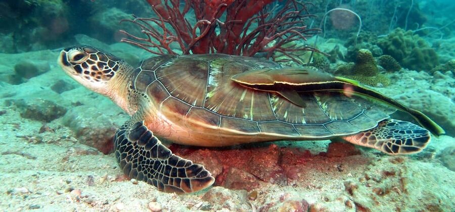 Koh Kood or Koh Rang: Snorkeling Day Trip with Buffet Lunch - What the boat day feels like