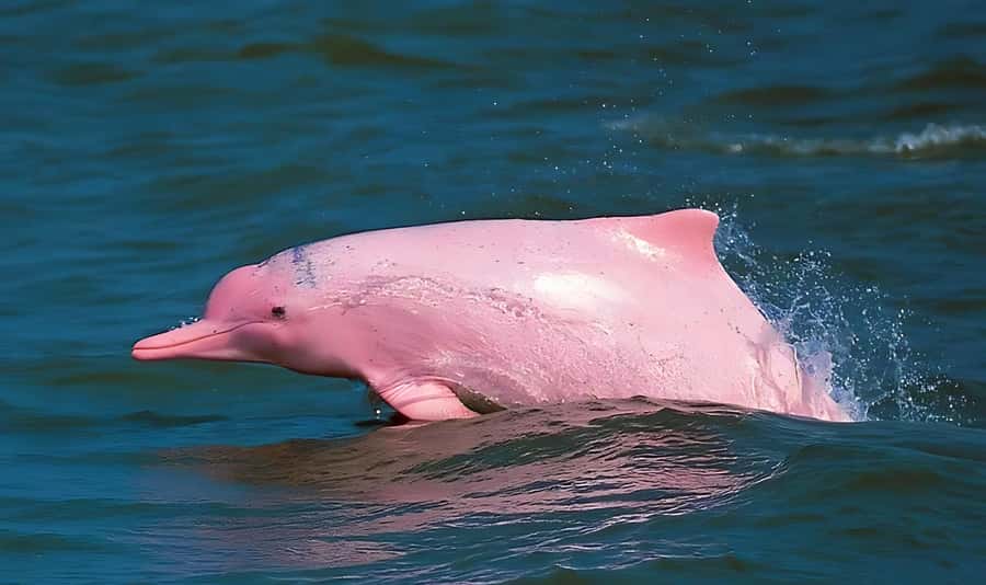Koh Samui: Pink Dolphin, Pig Island, and Snorkeling Day Trip - A full day of dolphins, coral, and pigs