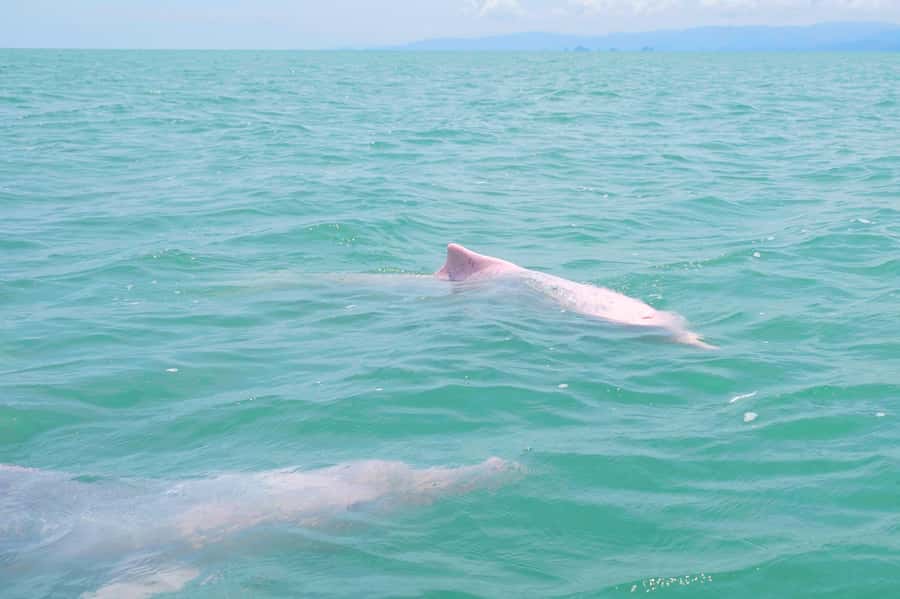 Koh Samui: Pink Dolphin, Pig Island, and Snorkeling Day Trip - Snorkeling around Koh Tan