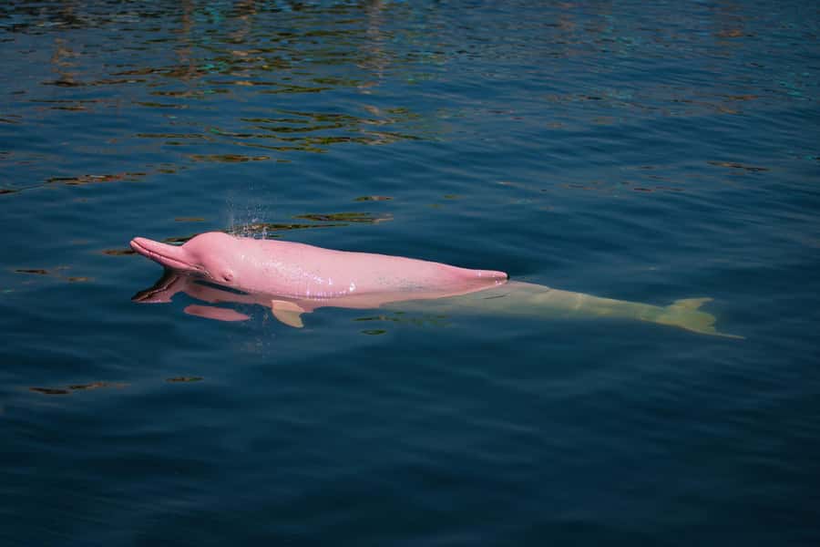 Koh Samui: Pink Dolphin, Pig Island, and Snorkeling Day Trip - Why Pig Island is the day’s big payoff