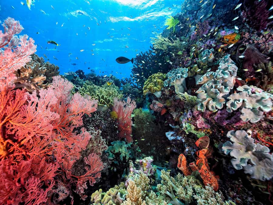 Koh Samui: Pink Dolphin, Pig Island, and Snorkeling Day Trip - Is $83 good value?