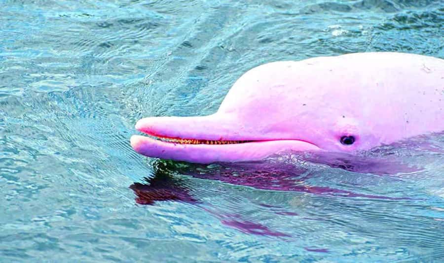 Koh Samui: Pink Dolphin, Pig Island, and Snorkeling Day Trip - Who should choose this trip?