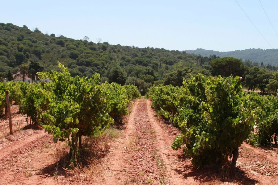 Lisbon: Arrábida and Sesimbra Day Trip with Wine - Group size, comfort, and what to bring