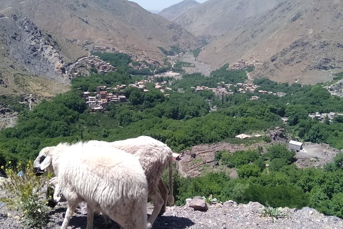 Luxury private day trip - Atlas Mountains, Agafay Desert & camels - Crossing the Agafay Desert by camel and 4X4