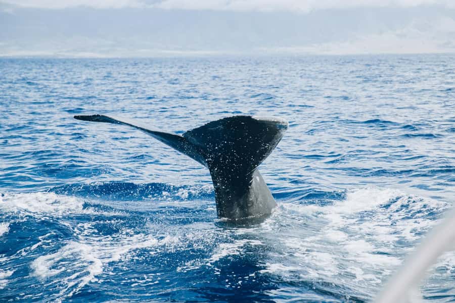 Maalaea: West Maui Snorkeling & Sailing Day Trip with Lunch - Is the Maalaea snorkeling and sailing trip worth booking?