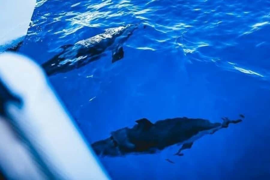Maalaea: West Maui Snorkeling & Sailing Day Trip with Lunch - The sail toward Lanai or a calmer Maui cove