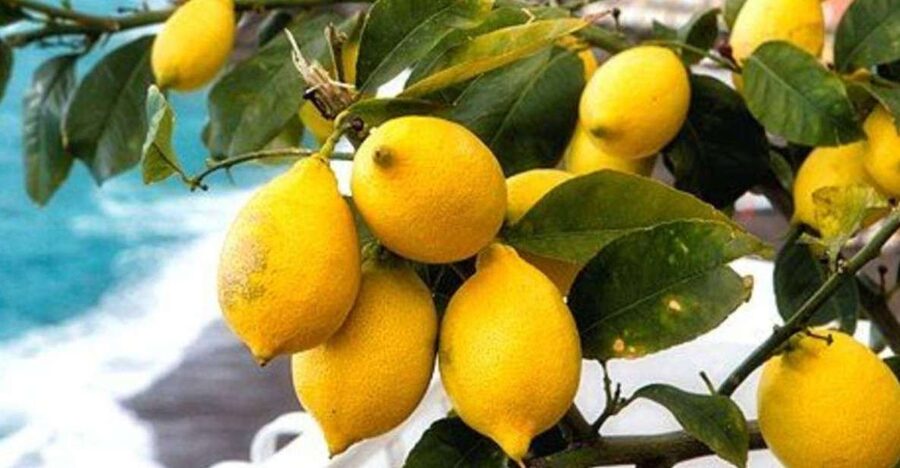 Maiori: Amalfi Coast Path of Lemons Day Trip with Tastings - The stairs are the point, but do not underestimate them