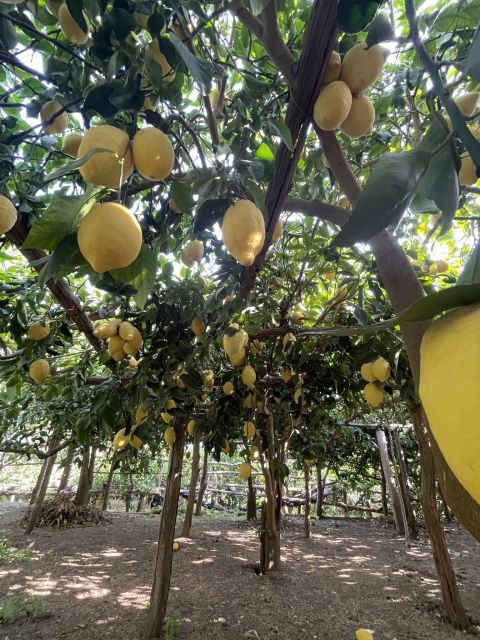 Maiori: Amalfi Coast Path of Lemons Day Trip with Tastings - Torre and the old church of San Michele Arcangelo