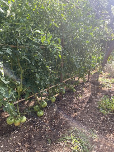 Maiori: Amalfi Coast Path of Lemons Day Trip with Tastings - Belvedere Mortella and the wide coastal view