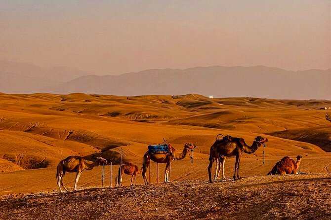 Marrakech Day Trip: Agafay Desert, Atlas Mountains and Camel Ride - How much value do you get for $23.17?