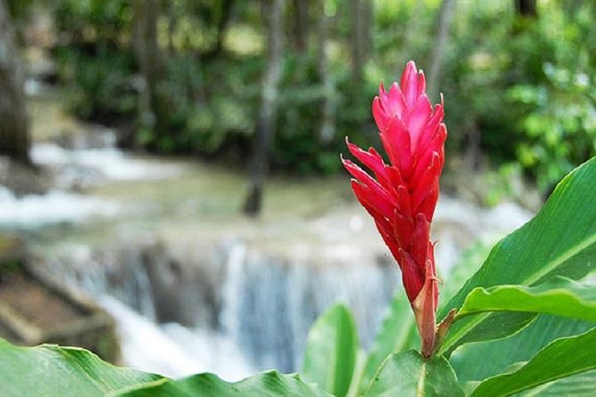 Montego Bay to Dunn's River Falls Half-Day Trip - A guide can change the quality of the climb