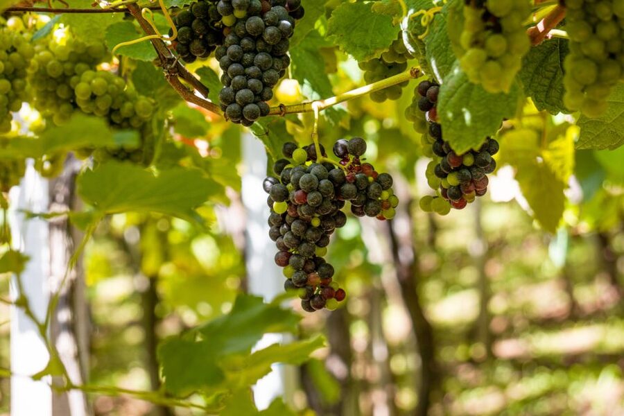 Montserrat & Cava Wineries Day Trip from Barcelona w/ Pickup - Why Montserrat makes such a strong first stop