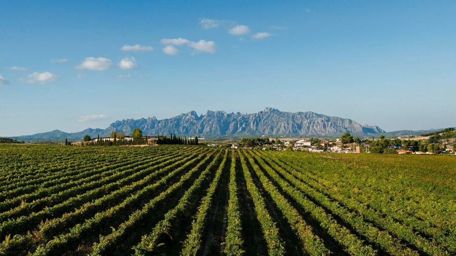 Montserrat & Cava Wineries Day Trip from Barcelona w/ Pickup - Transport, pickup, and group size