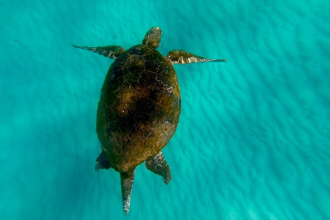 Moreton Island Day Trip (Kayak, Snorkel & Sandboard) frm Brisbane or Gold Coast - Snorkeling around the shipwreck reef