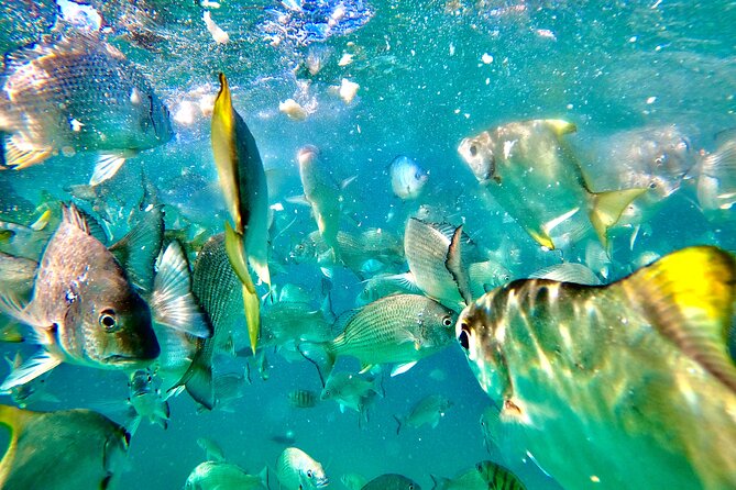 Moreton Island Day Trip (Kayak, Snorkel & Sandboard) frm Brisbane or Gold Coast - What the guides add to the day