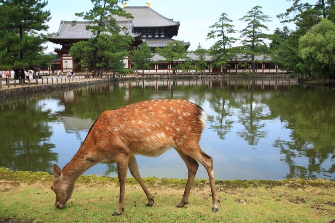 Nara Half Day Trip Walking Tour (Private Option Available) - Key points at a glance