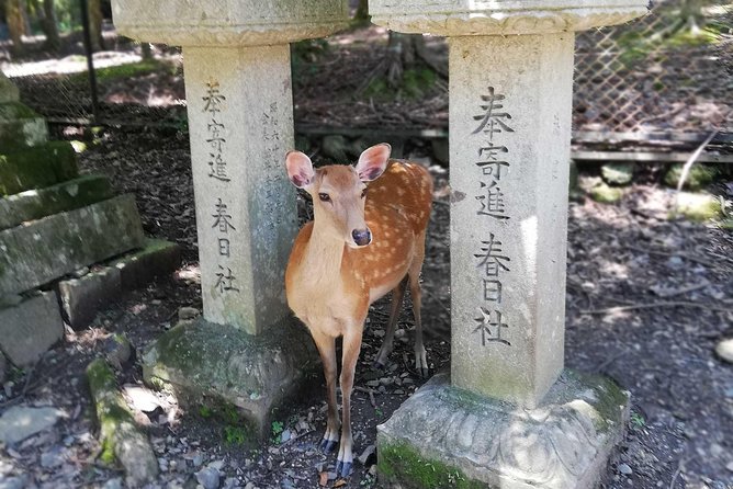 Nara Half Day Trip Walking Tour (Private Option Available) - Why this Nara walk works well for a first visit