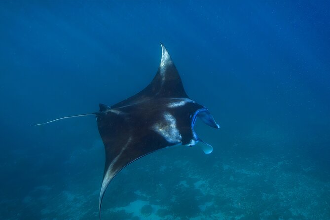 Nusa Penida day trip: boat, 4 snorkeling, Manta rays & Land tour - Wall Bay and the search for manta rays