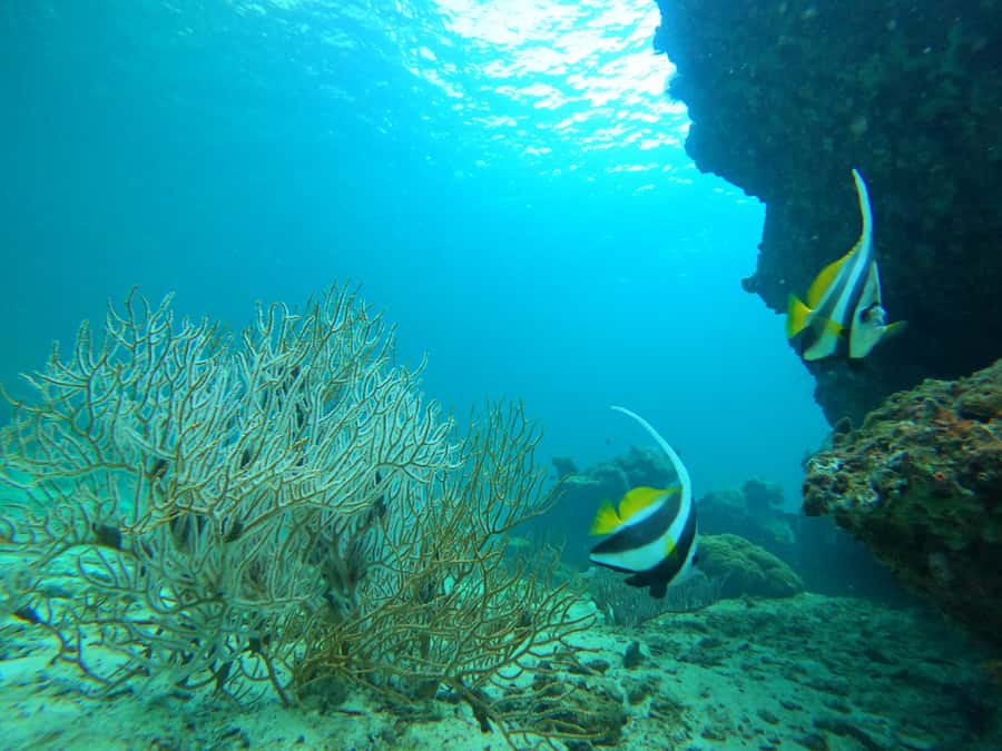 Phi Phi & Bamboo Islands: Premium Day Trip w/ Seaview Lunch - Key points to know before booking